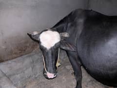 buffalo for sale