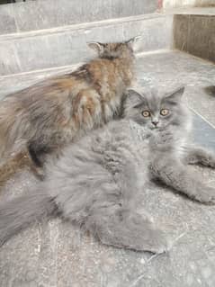 cats for sale