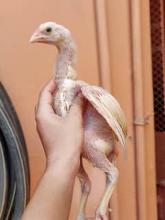 aseel heera 1 chick