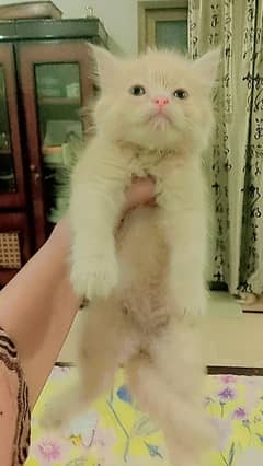 Persian kittens age 52 days  looking for new home