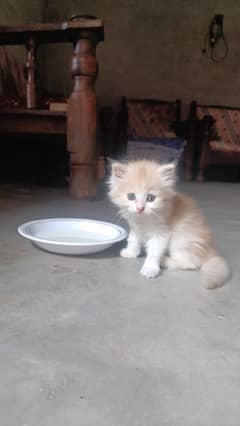 Kitten
