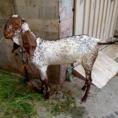 do dant, makhay cheenay