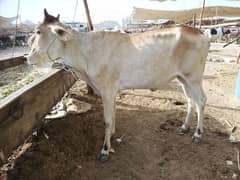 2 dant bachhiya for selll