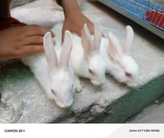 Red Eye White Rabbit Handtamed 0334*0803788