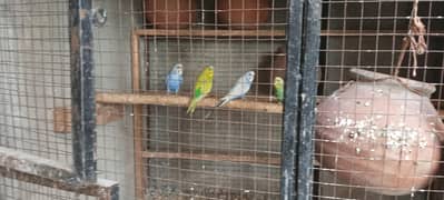 budgies breeder males for sale