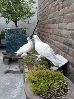 Fantail