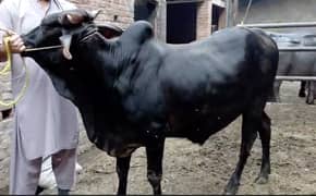 Premium Desi Bull for Qurbani – Heavyweight 240 KG Meat – Reasonable