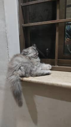 Persian kitten
