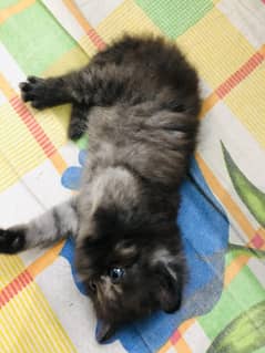 Persian Kittens For Sale