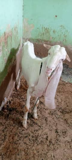 bakrey or cow hissa