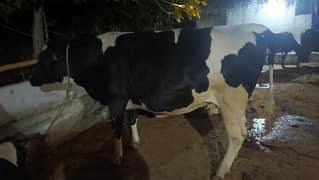 cow for eid