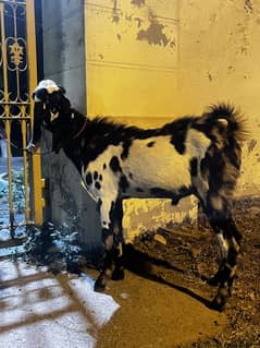 Goat qurbani