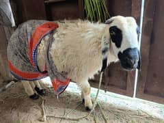 qurbani ka dumba bht sasta