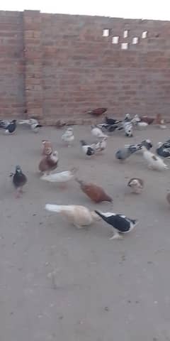 kabuter lary hoy han