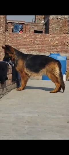Long