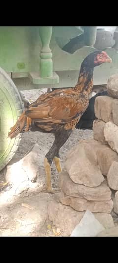 aseel patha for sale 0303,98,70,,237