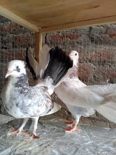 Fancy pigeon pair + Lucky pigeon pair