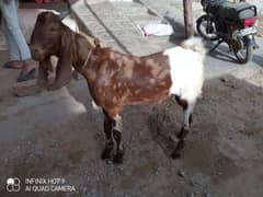 qurbani