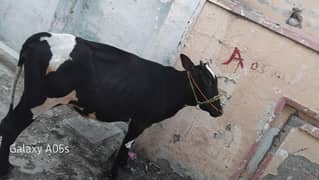 3 year cow for sale