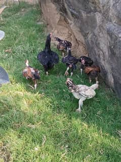 Aseel|Heera!Sindhi|Mianwali |patha| chicks|breader