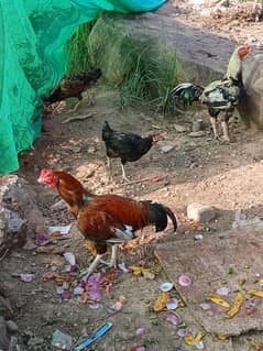 Aseel|Heera!Sindhi|Mianwali