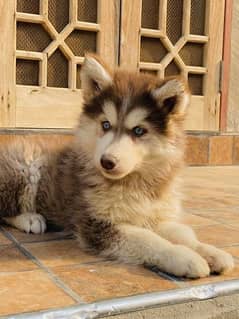 Husky