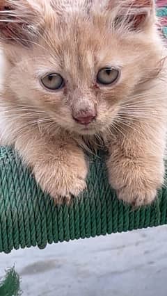 Persian cat