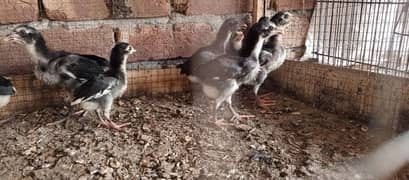 pure Thai Trat chick's