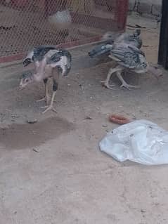 3 months patha pathian for sale