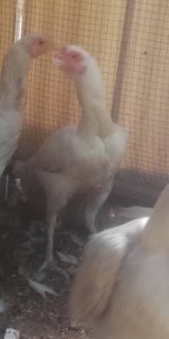 heera 5 hens and 1 murga