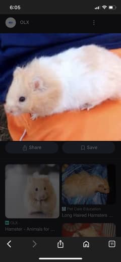 Hamster