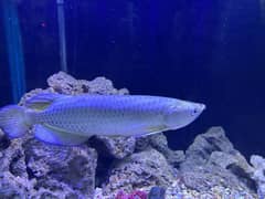 Arowana with complete setup