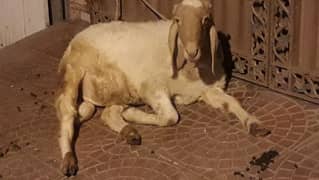 2 dant heavy wait ghar ka pa la hora ha meat w8 35plus