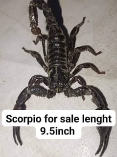 For sale