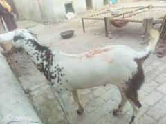 eid