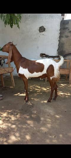 Bakra for sale