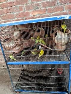 With Cage 13 piece of Australian Parrots