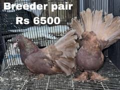 Faintail pigeons and other breed