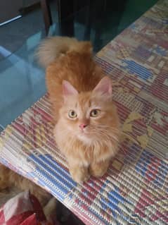 Urgent Sale Pair Female and Male Tripal Coat