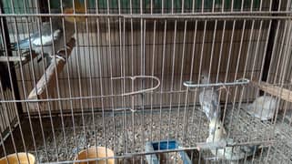 Full Birds setup for Sale