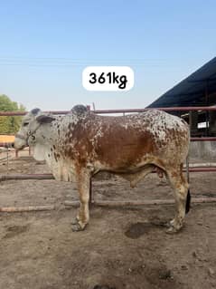 Healthy Donda animals for Eid 2025 very reasonable price