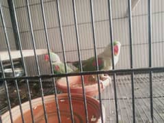 raw parrot male female talking breeder 1000%