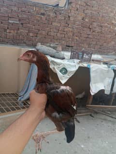 "Pure Aseel Shamo Chicks (6) for Sale – Healthy & Active – Lahore"
