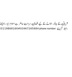 qurbani k liy qasai teem available hy bail bakry k liy