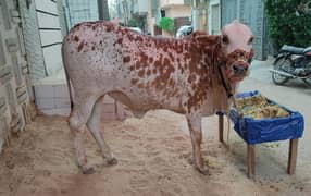 Cow (Bachiya) Hissa Available for Qurbani.