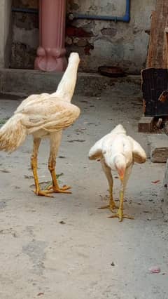 aseel hira ek female ne andy start kr diye hy
