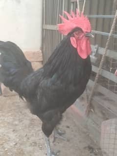Black Australorp near to egg laying pair. . 0334. . 17. . 43. . 563. WhatsApp