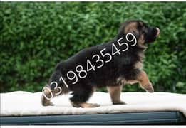 German Shepherd puppies 03198435459