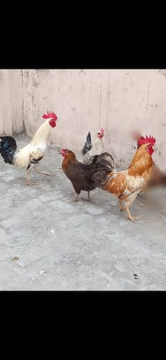 daisi hens 3 pece