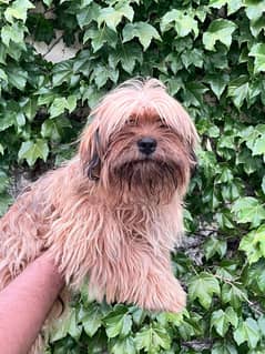 Brown Shih Tzu Pair - Less Than a Year Old
